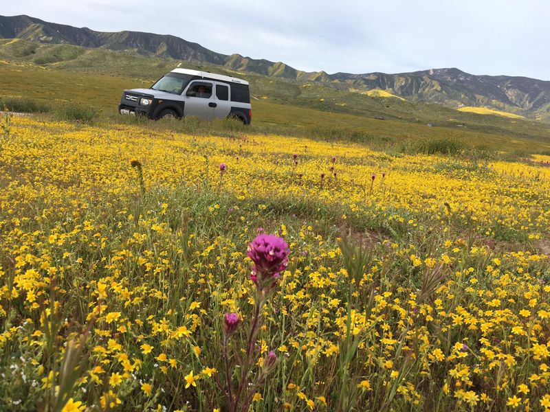 Picture 5/14 of a 2008 Honda Element LX with Ursa Minor E-camper Pop-Top for sale in Springdale, Utah