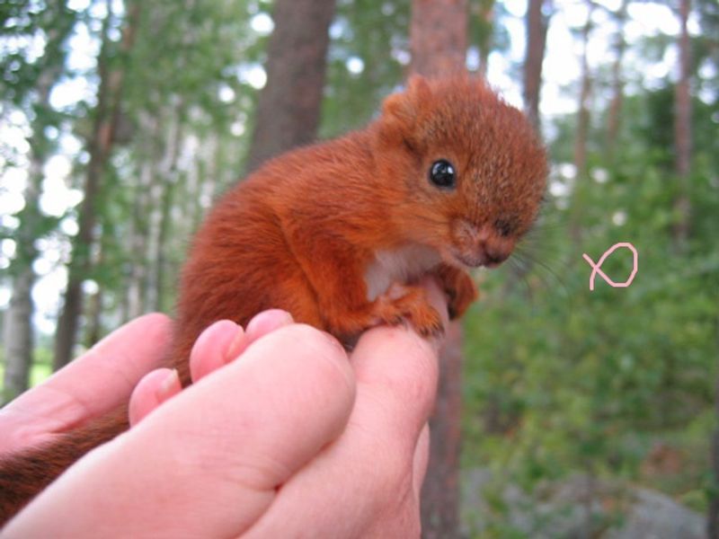 Picture 5/9 of a 1989 Ford Falcon for sale in Boulder, Colorado