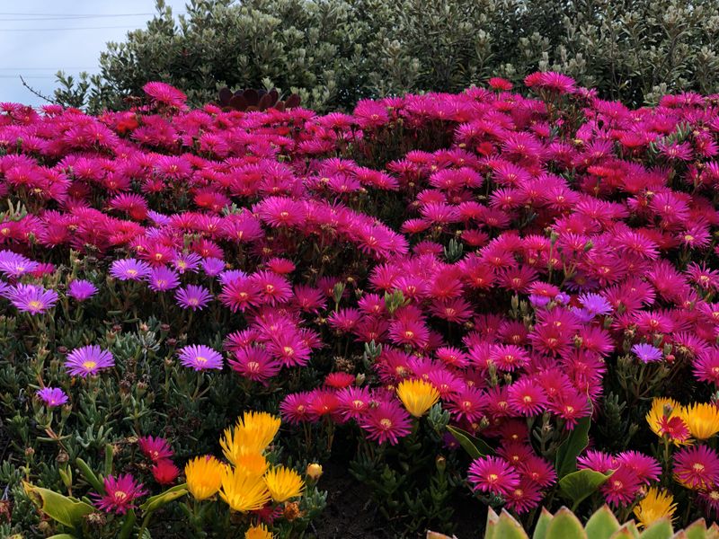 Picture 1/3 of a SDK42 for sale in Menlo Park, California