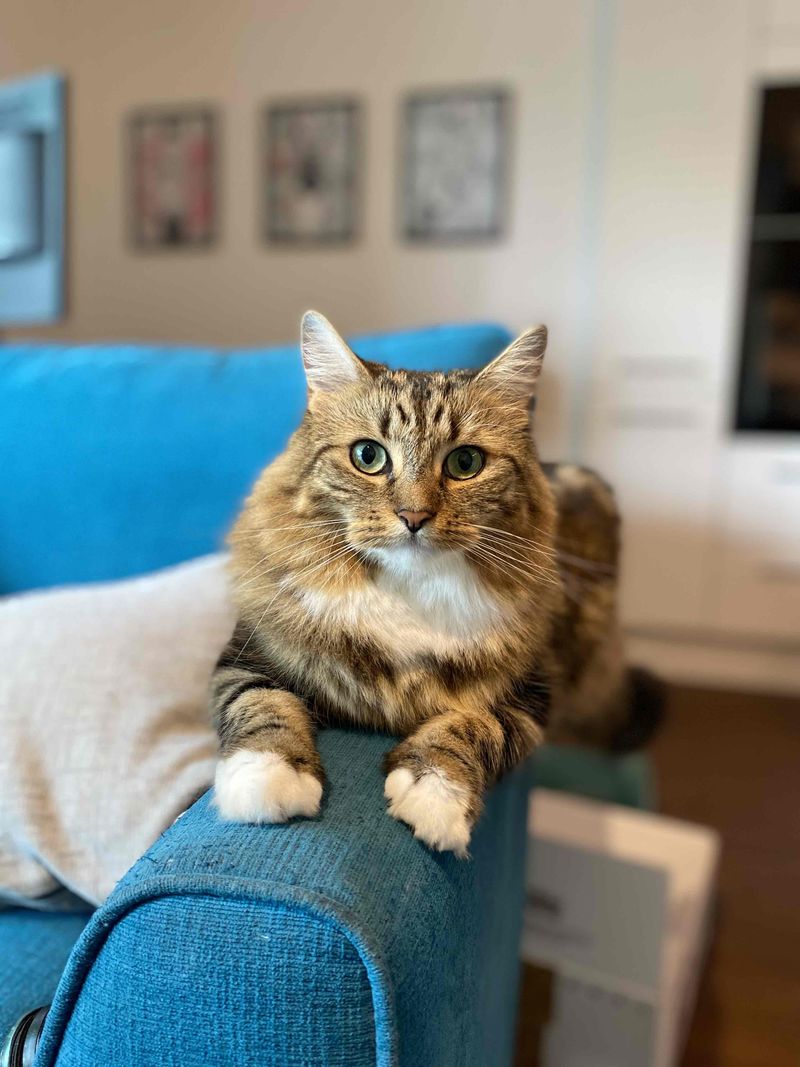 Picture 5/6 of a Rudy van for sale in Menlo Park, California