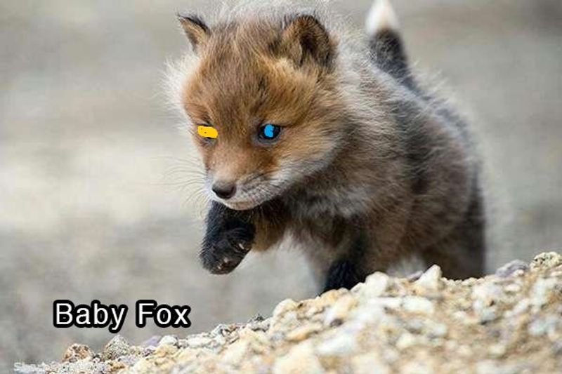 Picture 5/5 of a Baby animal camper for sale in Pleasant Grove, Alabama