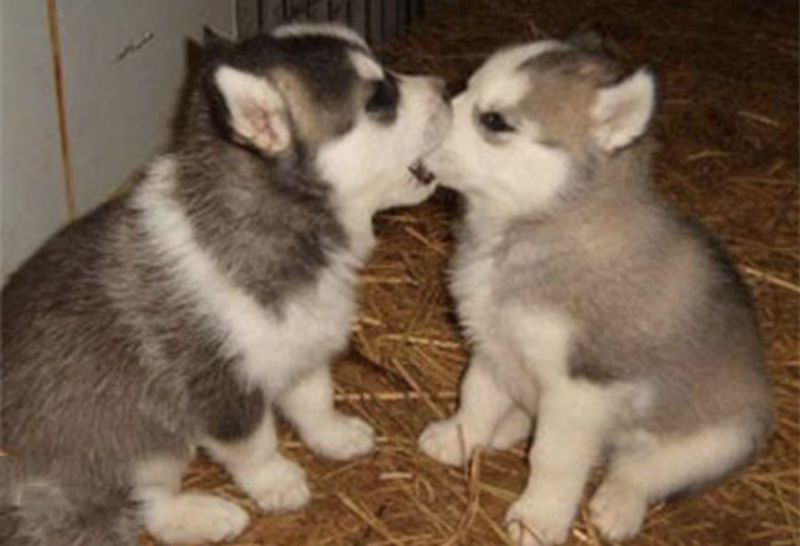 Picture 3/16 of a Testing testing testing testing for sale in Cold Bay, Alaska