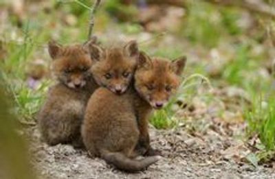 Photo of a Camper Van for sale: The animal camper