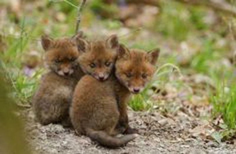 Picture 1/10 of a The animal camper for sale in Sand Point, Alaska