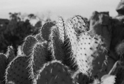 Photo of a Truck Camper for sale: Xmas van