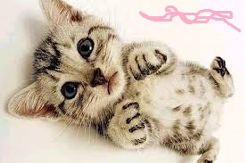 Picture 4/10 of a 2015 Ford Transit Rustic Conversion for sale in San Diego, California