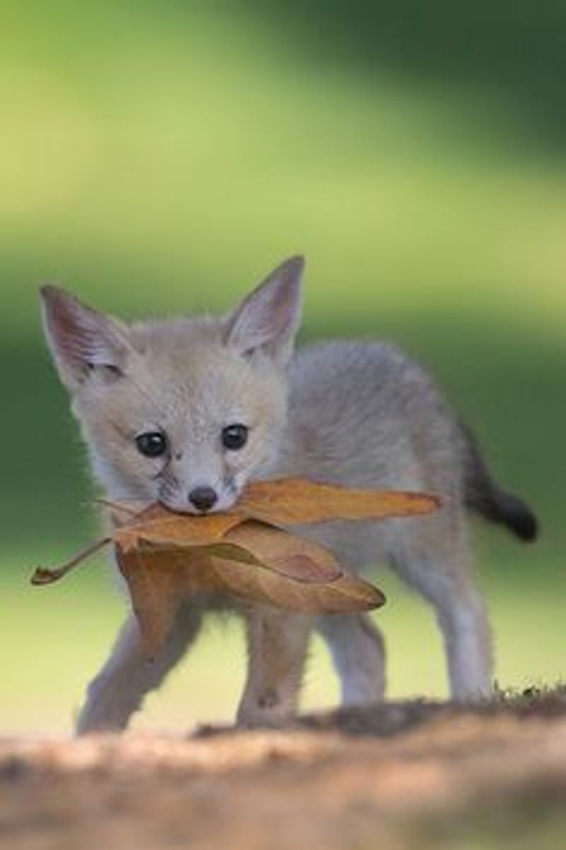 Picture 4/10 of a The animal camper for sale in Sand Point, Alaska